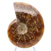 Fossiler natürlicher ganzer Ammonit - 1
