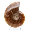 Fossiler natürlicher ganzer Ammonit - 2