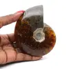 Ganzer fossiler Ammonit aus Madagaskar - 0