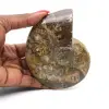 Poliertes ganzes Ammonitenfossil - 0
