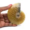 Ganzer polierter fossiler Ammonit aus Madagaskar - 0