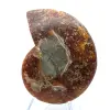Natürliches, poliertes Ammonitenfossil - 1
