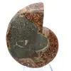 Natürliches, poliertes Ammonitenfossil - 2