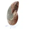 Natürliches, poliertes Ammonitenfossil - 3