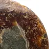 Natürliches, poliertes Ammonitenfossil - 4