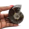 Polierter Ammonit aus Madagaskar - 0