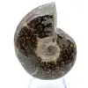 Polierter Ammonit aus Madagaskar - 2