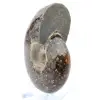 Polierter Ammonit aus Madagaskar - 3