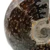 Polierter Ammonit aus Madagaskar - 4