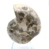 Fossiler Ammonit aus Madagaskar - 1