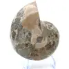 Fossiler Ammonit aus Madagaskar - 2