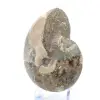 Fossiler Ammonit aus Madagaskar - 3