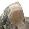 Fossiler Ammonit aus Madagaskar - 4