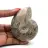 Fossiler Ammonit aus Madagaskar
