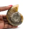 Ammonitenfossil aus einem Stück - 0