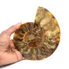 Poliertes Ammonitenfossil - 0