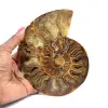 Fossiler Ammonit aus Madagaskar - 0