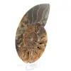 Ammonitenfossil aus einem Stück - 2