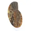 Ammonitenfossil aus einem Stück - 3