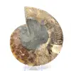 Ammonitenfossil aus einem Stück - 4