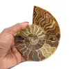Ammonit aus Madagaskar - 0