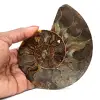 Fossiler natürlicher Ammonit - 0