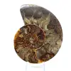 Fossiler natürlicher Ammonit - 1