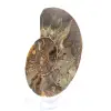 Fossiler natürlicher Ammonit - 2
