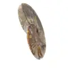 Fossiler natürlicher Ammonit - 3
