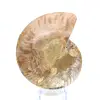 Fossiler natürlicher Ammonit - 4