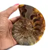 Ammonit aus Madagaskar - 0
