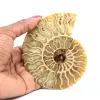 Poliertes Ammonitenfossil - 0