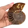 Polierter fossiler Ammonit aus Madagaskar - 0