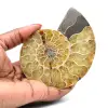 Ammonit aus Madagaskar - 0