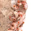 Vanadinit-Kristalle - 4