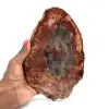 Natürliches, poliertes, versteinertes Holz - 0
