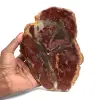 Scheibe verkieseltes Holz aus Madagaskar - 0