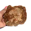 Versteinertes Holz aus Madagaskar - 0