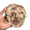 Verkieseltes Holz - 0