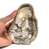 Versteinertes Holz - 0