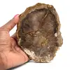 Versteinertes Holz - 0