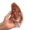 Natürliches poliertes versteinertes Holz - 0