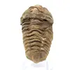Roher Trilobit aus Marokko - 0