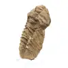 Roher Trilobit aus Marokko - 1