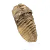 Roher Trilobit aus Marokko - 2