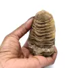 Roher Trilobit aus Marokko - 3