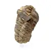 Roher Trilobit - 1
