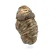 Roher Trilobit - 2
