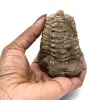 Roher Trilobit - 3