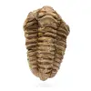 Fossiler Trilobiten aus Marokko - 0